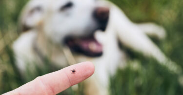 Estudo alerta para impacto ambiental de desparasitantes usados em cães e gatos