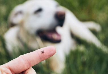 Estudo alerta para impacto ambiental de desparasitantes usados em cães e gatos
