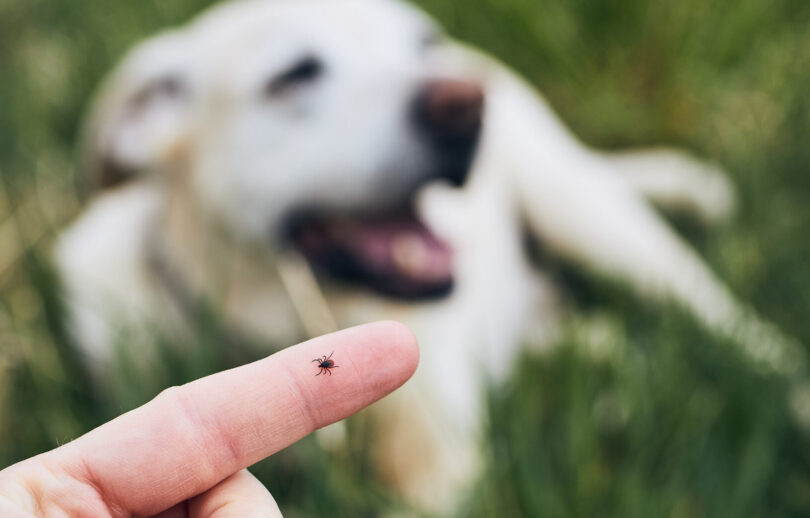 Estudo alerta para impacto ambiental de desparasitantes usados em cães e gatos