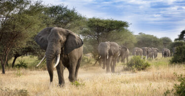 Alterações humanas nos habitats podem estar a mudar a forma como os animais comunicam