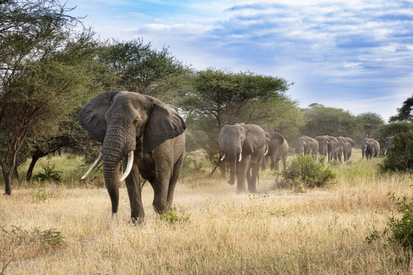 Alterações humanas nos habitats podem estar a mudar a forma como os animais comunicam