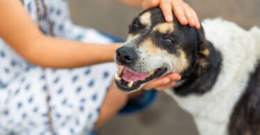 Só um em cada cinco tutores no Reino Unido analisa custos veterinários antes de ter um animal