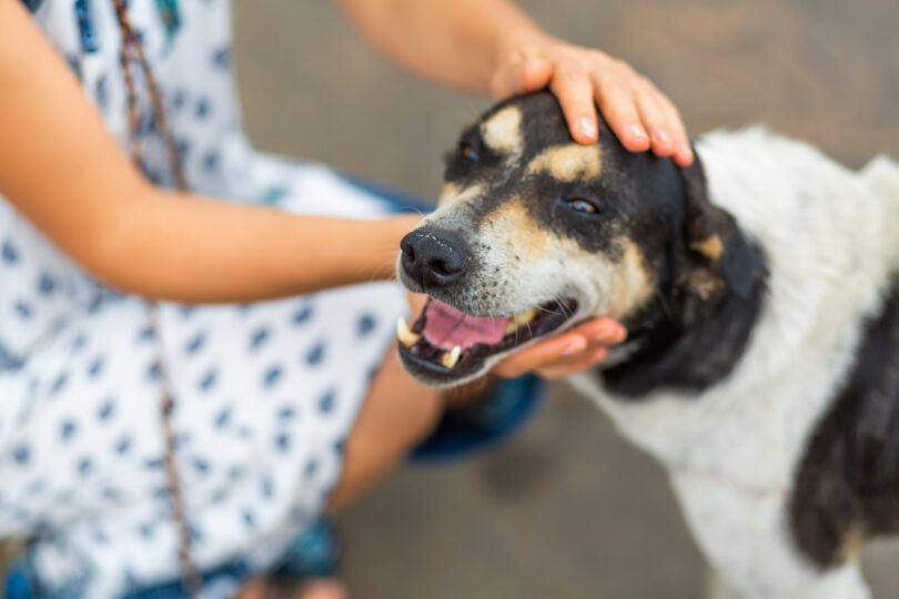 Só um em cada cinco tutores no Reino Unido analisa custos veterinários antes de ter um animal