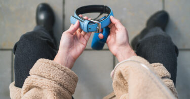 Fim de vida dos cães: Novas evidências sobre perceção da dor, sofrimento e apoio a tutores