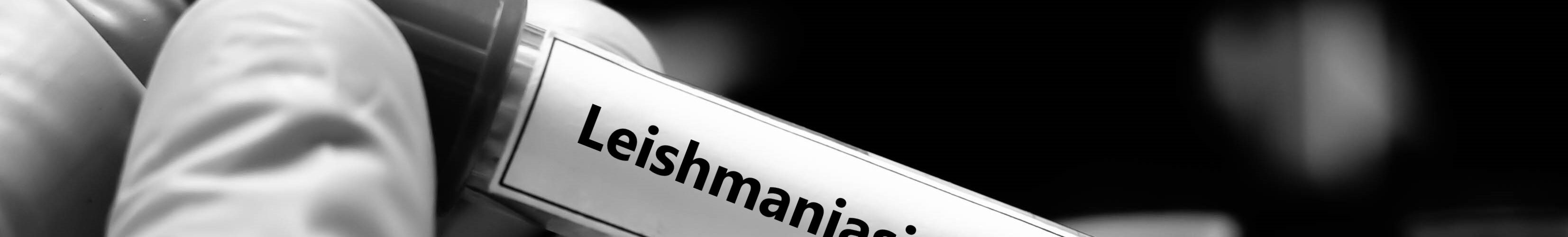 Leishmaniose canina: Projetos de investigação europeus com avanços no terreno em março