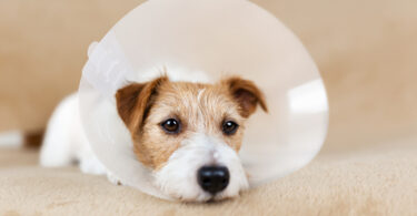 Veterinários britânicos recomendam esterilização “caso a caso”, sobretudo em cães machos