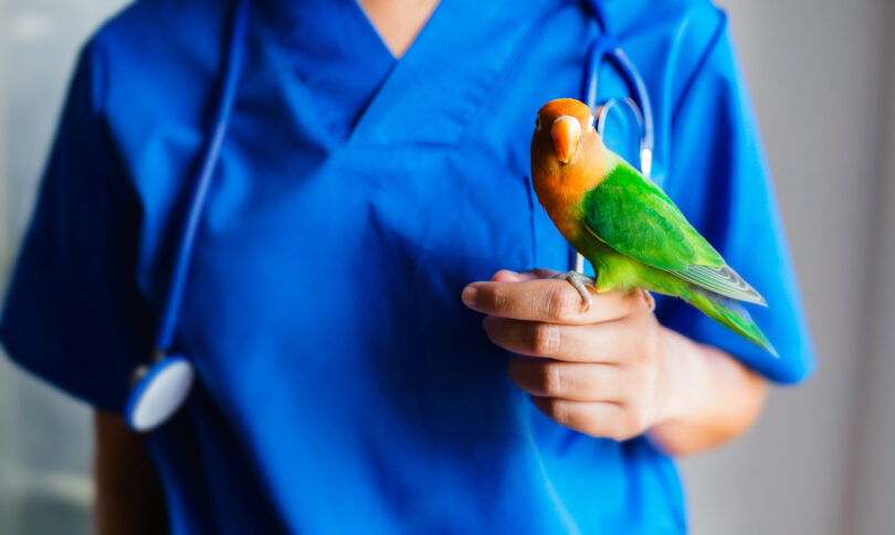Equipa veterinária tem papel decisivo na redução do stress das aves em consulta