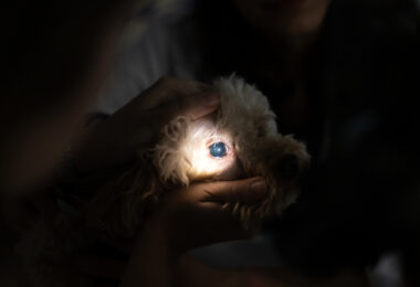 Estudo sugere integrar avaliação corporal nos exames oftalmológicos de cães