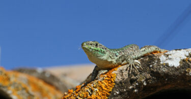 Biodiversidade dos vertebrados pode estar subestimada e deixar espécies sem proteção, diz estudo