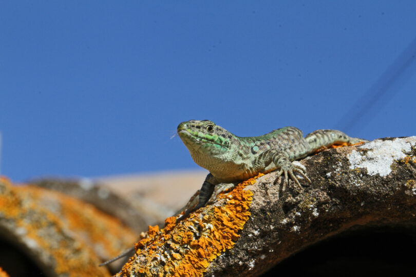 Biodiversidade dos vertebrados pode estar subestimada e deixar espécies sem proteção, diz estudo