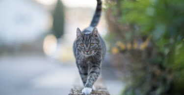 Revisão científica associa circulação livre de gatos a menor esperança de vida
