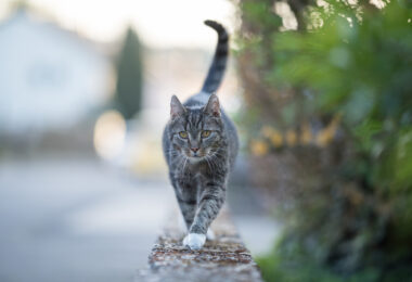 Revisão científica associa circulação livre de gatos a menor esperança de vida