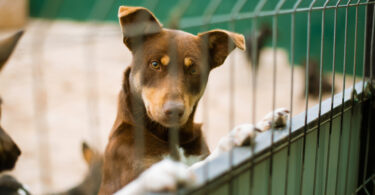 Madrid investe mais de 500 mil euros na expansão de centro de acolhimento animal