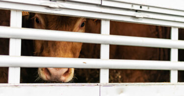 Estudo propõe nova abordagem de inspeção para reforçar bem-estar dos animais de produção