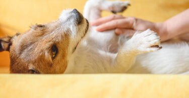 Interação com cães de terapia reduz stress em apenas 10 minutos, indica estudo