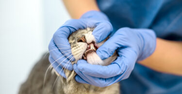 Caso clínico sugere ligação entre doença periodontal e diarreia crónica em gatos