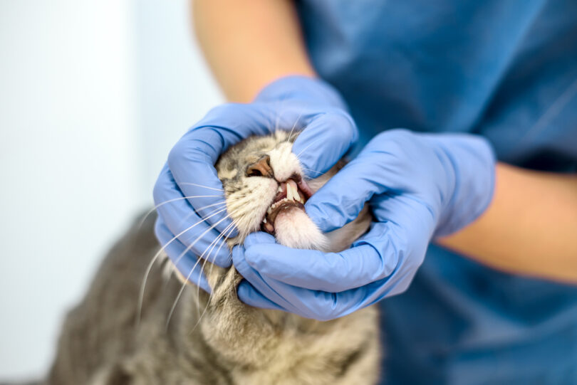 Caso clínico sugere ligação entre doença periodontal e diarreia crónica em gatos