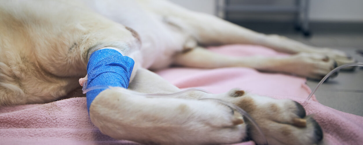 Microbioma intestinal pode influenciar resposta à imunoterapia em cães com cancro