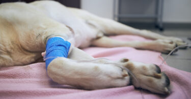 Microbioma intestinal pode influenciar resposta à imunoterapia em cães com cancro