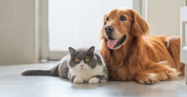 Estudo compara comportamento de ajuda em cães, gatos e crianças pequenas