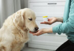 Estudo associa probióticos a melhorias na saúde intestinal e cutânea em cães