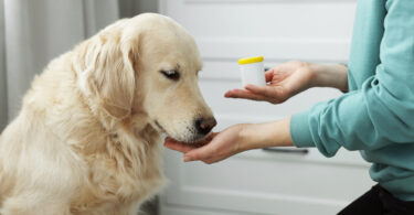 Estudo associa probióticos a melhorias na saúde intestinal e cutânea em cães