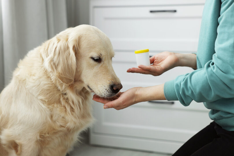 Estudo associa probióticos a melhorias na saúde intestinal e cutânea em cães