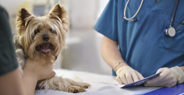 Custos e acesso limitam cuidados veterinários nos EUA e reforçam debate sobre telemedicina