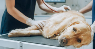 Enteropatias crónicas ligadas a alterações comportamentais em cães