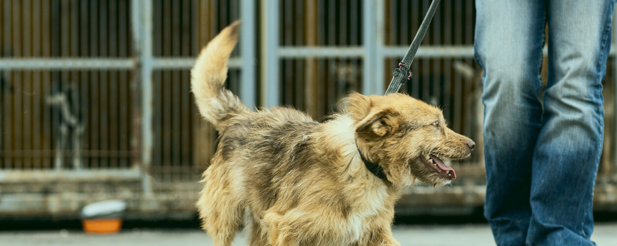 Modo de aquisição dos cães impacta risco de problemas de saúde, indica estudo