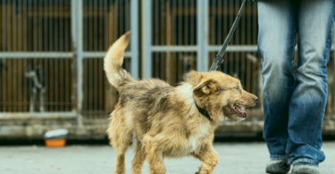 Modo de aquisição dos cães impacta risco de problemas de saúde, indica estudo