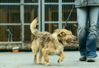 Modo de aquisição dos cães impacta risco de problemas de saúde, indica estudo