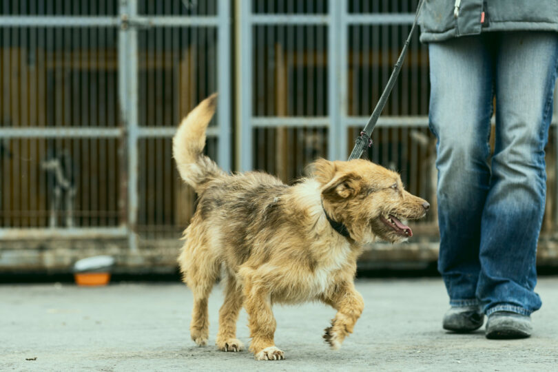 Modo de aquisição dos cães impacta risco de problemas de saúde, indica estudo