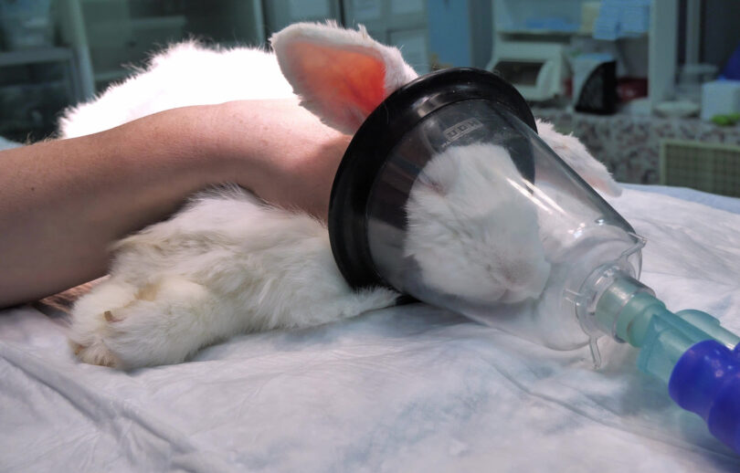 Anestesia em coelhos exige monitorização específica e adaptação clínica