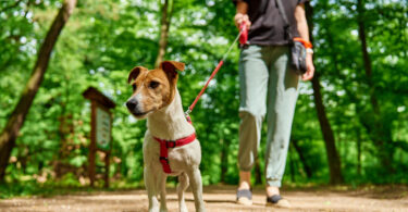 Ambiente urbano pode comprometer o bem-estar comportamental dos cães, alerta especialista