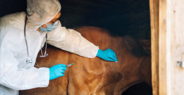 Organizações europeias apelam a reforço da prevenção na saúde animal