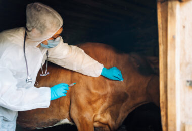 Organizações europeias apelam a reforço da prevenção na saúde animal