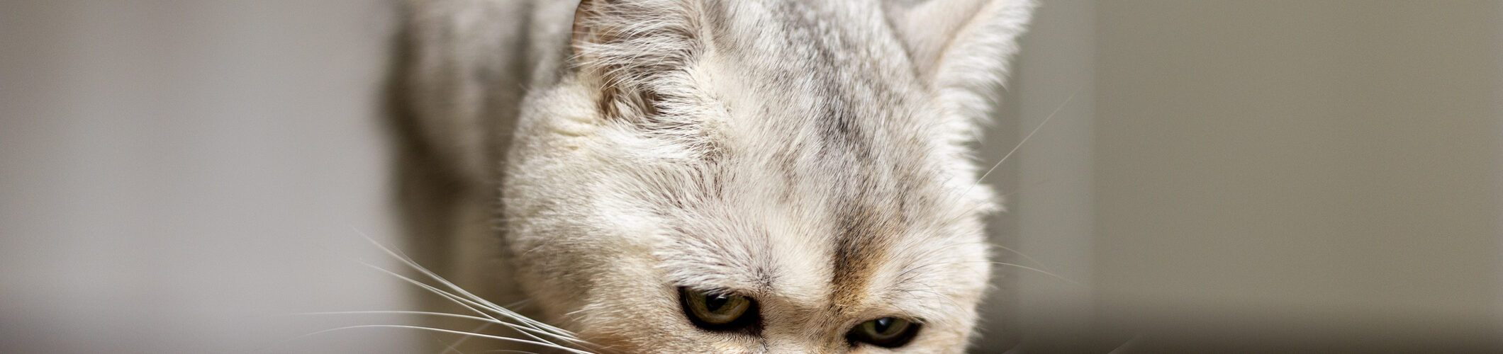 Dieta seca e húmida influenciam de forma distinta o microbioma intestinal dos gatos