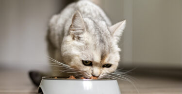 Dieta seca e húmida influenciam de forma distinta o microbioma intestinal dos gatos