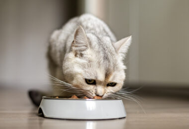 Dieta seca e húmida influenciam de forma distinta o microbioma intestinal dos gatos