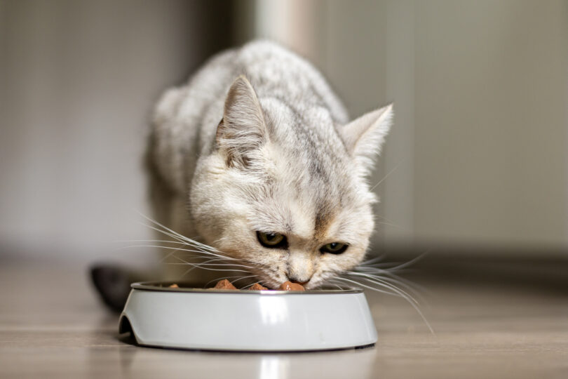 Dieta seca e húmida influenciam de forma distinta o microbioma intestinal dos gatos