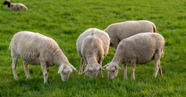 Alterações climáticas podem reduzir até 50% das áreas de pastoreio até 2100
