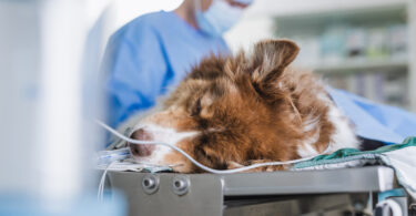 Webinar aborda estratégias de sedação canina para melhorar segurança e eficiência clínica