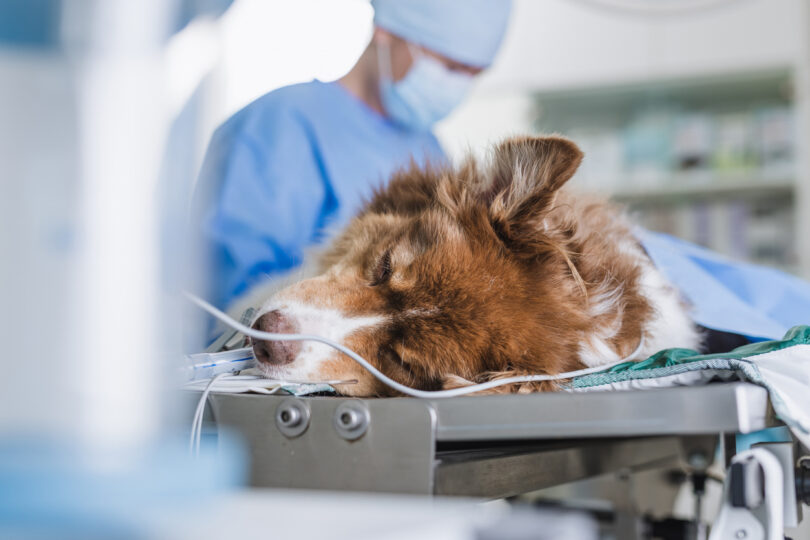 Webinar aborda estratégias de sedação canina para melhorar segurança e eficiência clínica