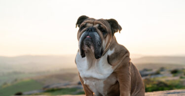 Estudo avalia impacto da perda de peso na função respiratória de cães braquicéfalos