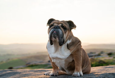 Estudo avalia impacto da perda de peso na função respiratória de cães braquicéfalos