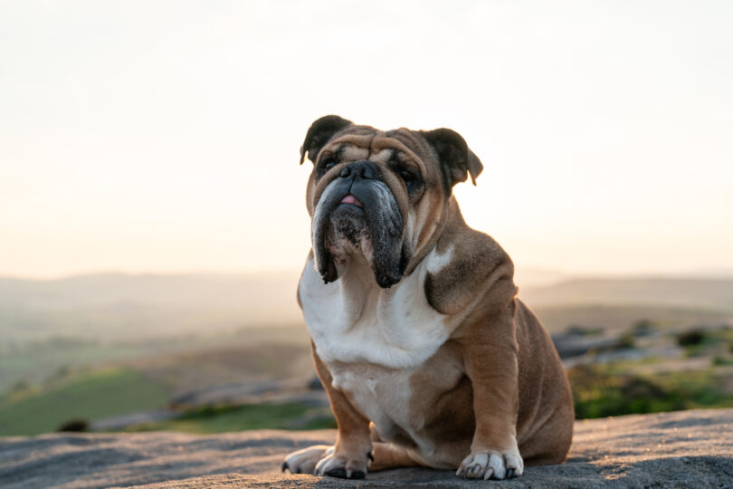 Estudo avalia impacto da perda de peso na função respiratória de cães braquicéfalos
