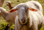Estudo identifica elevada prevalência de ectima contagioso em explorações de ovinos no Reino Unido