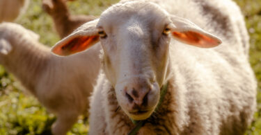 Estudo identifica elevada prevalência de ectima contagioso em explorações de ovinos no Reino Unido