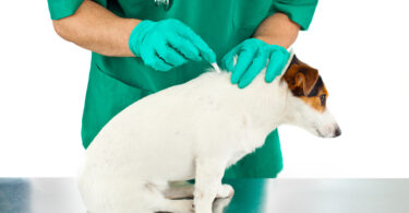 Reino Unido pode proibir venda livre de desparasitantes para cães e gatos